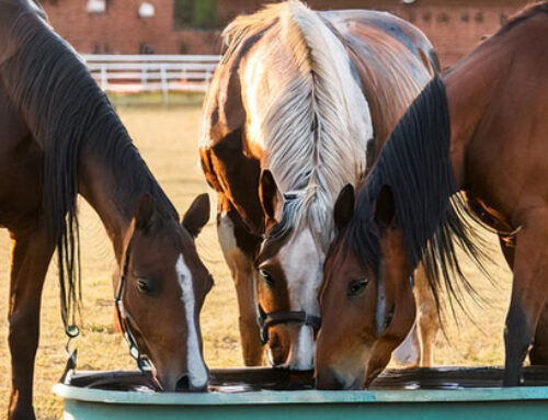 Mayor rendimiento para animales de carreras y de cría gracias al agua potable rica en hidrógeno