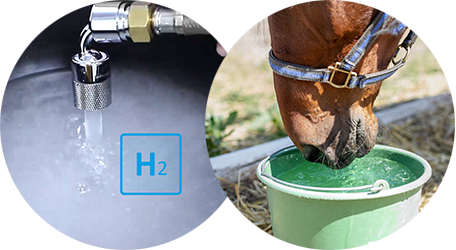 Horse drinks H2-rich drinking water