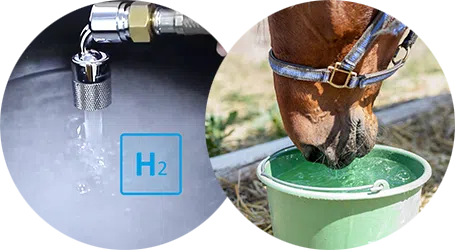 Horse drinks H2-rich drinking water