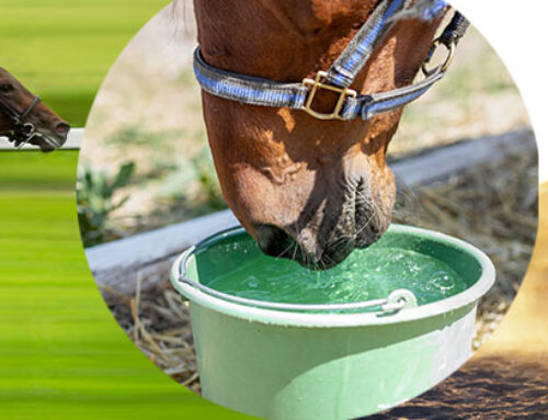 Agua potable rica en hidrógeno: mayor rendimiento para los animales en carreras, doma y cría