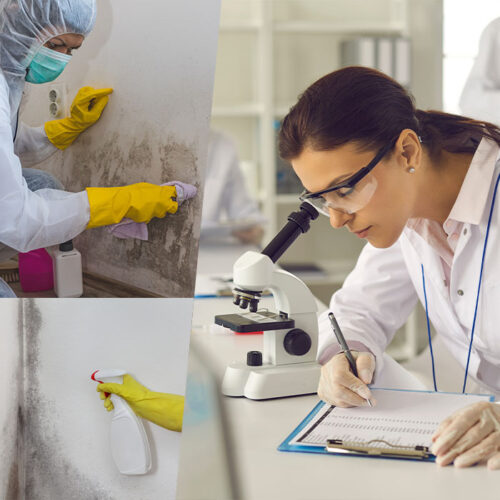 Schimmelbeseitigung und Tests